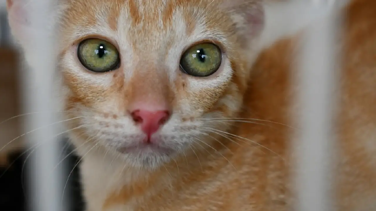 Abril Laranja: Alagoinhas lança cronograma de conscientização contra maus-tratos aos animais