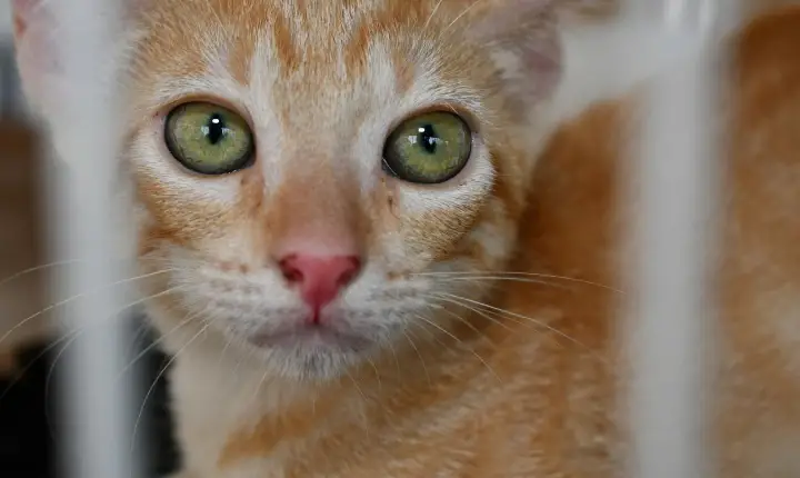 Abril Laranja: Alagoinhas lança cronograma de conscientização contra maus-tratos aos animais