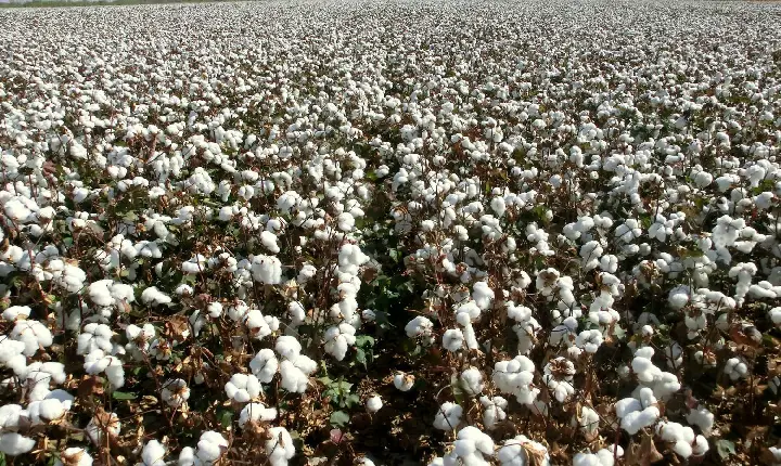 Embrapa anuncia bioinseticida contra pragas na soja, milho e algodão