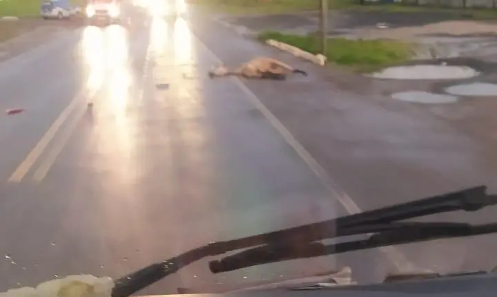 Motociclista morre após bater em cavalo solto na rodovia entre Catu e Pojuca