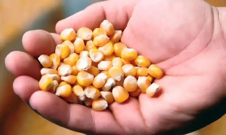 Produtores Rurais de Catu são beneficiados com entrega de sementes