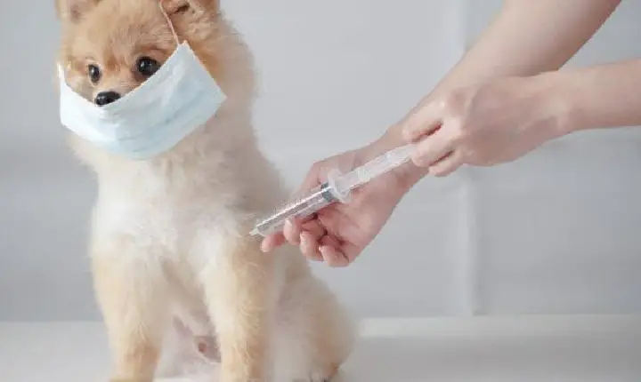 Sábado (18) será o Dia D de Vacinação contra Raiva Animal