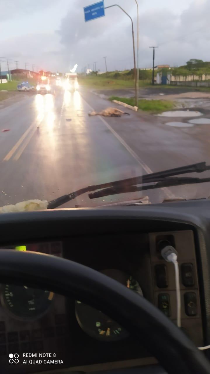 Motociclista morre após bater em cavalo solto na rodovia entre Catu e Pojuca