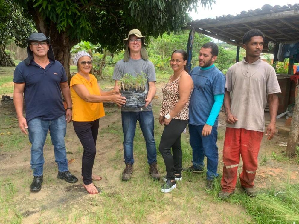 Prefeitura fortalece agricultura familiar distribuindo mudas de mandiocas