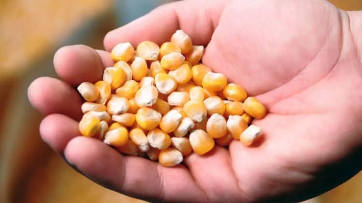 Produtores Rurais de Catu são beneficiados com entrega de sementes